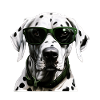 Dalmatian Cool - Dalmatian Dog