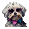 Havanese Cool - Havanese Dog