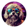 Havanese Cool - Havanese Dog