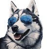 Husky Cool - Chien Husky