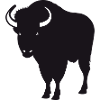 Buffalo