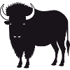 Buffalo