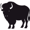 Buffalo
