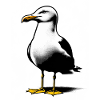 Seagull laughs | Black-headed gull