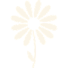 Daisy Blossom