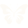 Bold Butterfly