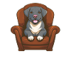 Dog Four-legged Cute