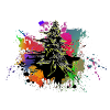 Paint Splash Cannabis Graffiti