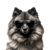 Wolfsspitz Cool - Wolfsspitz Dog