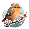 Whinchat in winter