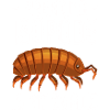 Isopoden