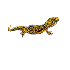 Drawing - Leopard Gecko
