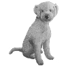 Lagotto Romagnolo