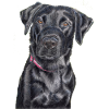 Labrador retriever field trail