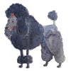 Poodle between - fun