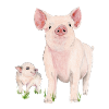 Schwein mit Ferkel