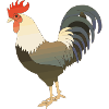 Rooster