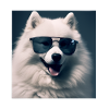 Samoyed Cool - Samoyed Dog