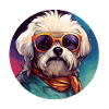 Maltese Cool - Maltese Dog