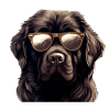 Newfoundland Cool - Newfoundland Dog