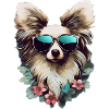 Papillon Cool - Papillon Chien