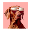 Vizsla Cool - Vizsla Dog