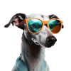 Whippet Cool - Whippet Dog
