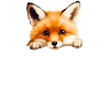Fox Foxes
