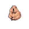 Prairie dog
