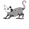 Opossum Possum Animal