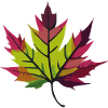 Autumn leaves