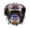 chimpanzees head apes apes chimpanzee