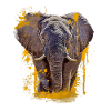 Elephant Head Animal Proboscis Elephant