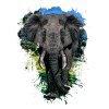 Elephant Head Animal Proboscis Elephant