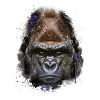 Jungle, Monkey, Apeman, Gorilla