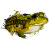 Frogs, Toad, Tree Frog, Frog