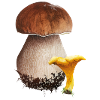 PILZE