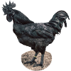 Ayam Cemani Hahn