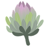 Artichoke heart Artichokes