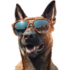 Malinois Cool - Chien Malinois