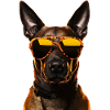 Malinois Cool - Chien Malinois