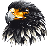 Adler Greifvogel Bussard Habicht Falke