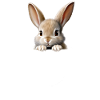 Rabbit Rabbit
