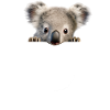 Koala Koala Ours