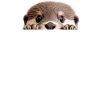 Loutre