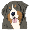 Bernese Mountain Dog