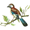 Bunter Vogel