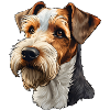Drahthaar Foxterrier