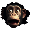 Terrified Monkey