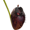Nepenthes aristolochioides 02